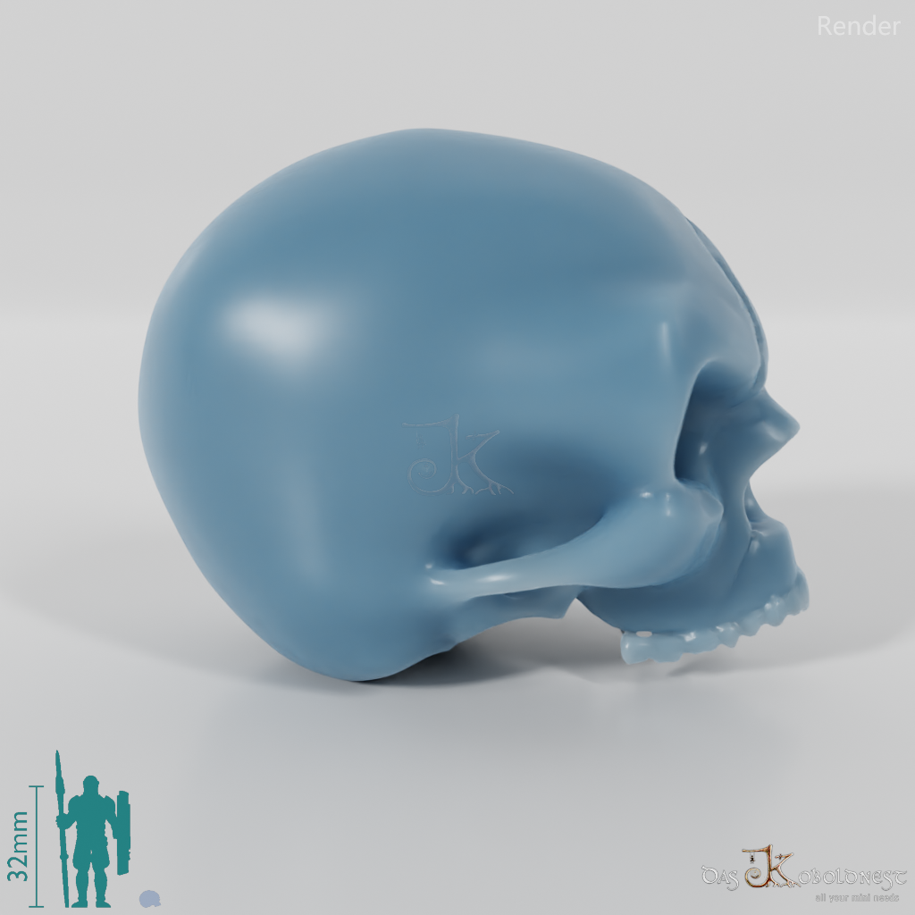 Skull - human skull