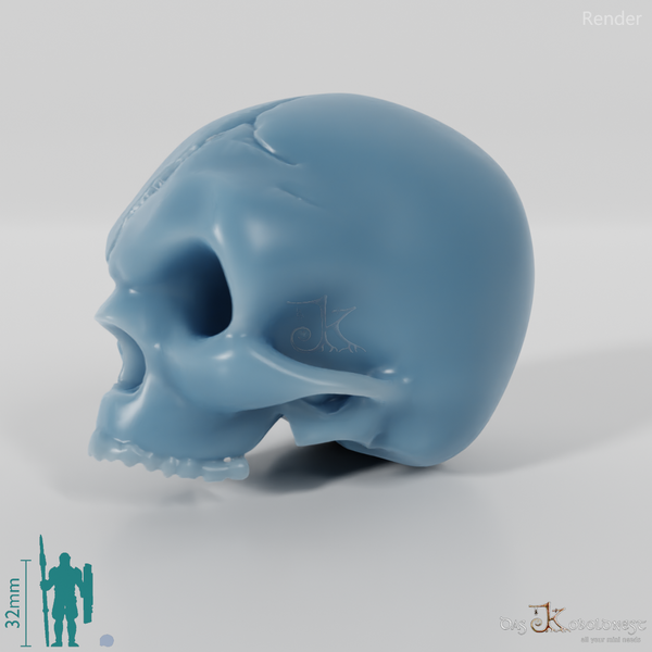 Schädel - Menschenschädel