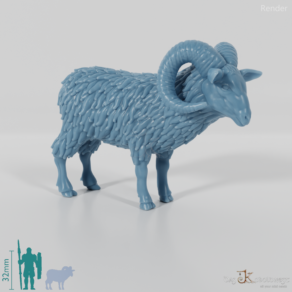 Sheep - Mouflon 01