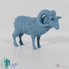 Sheep - Mouflon 01