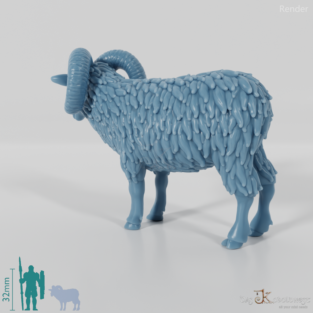 Sheep - Mouflon 01