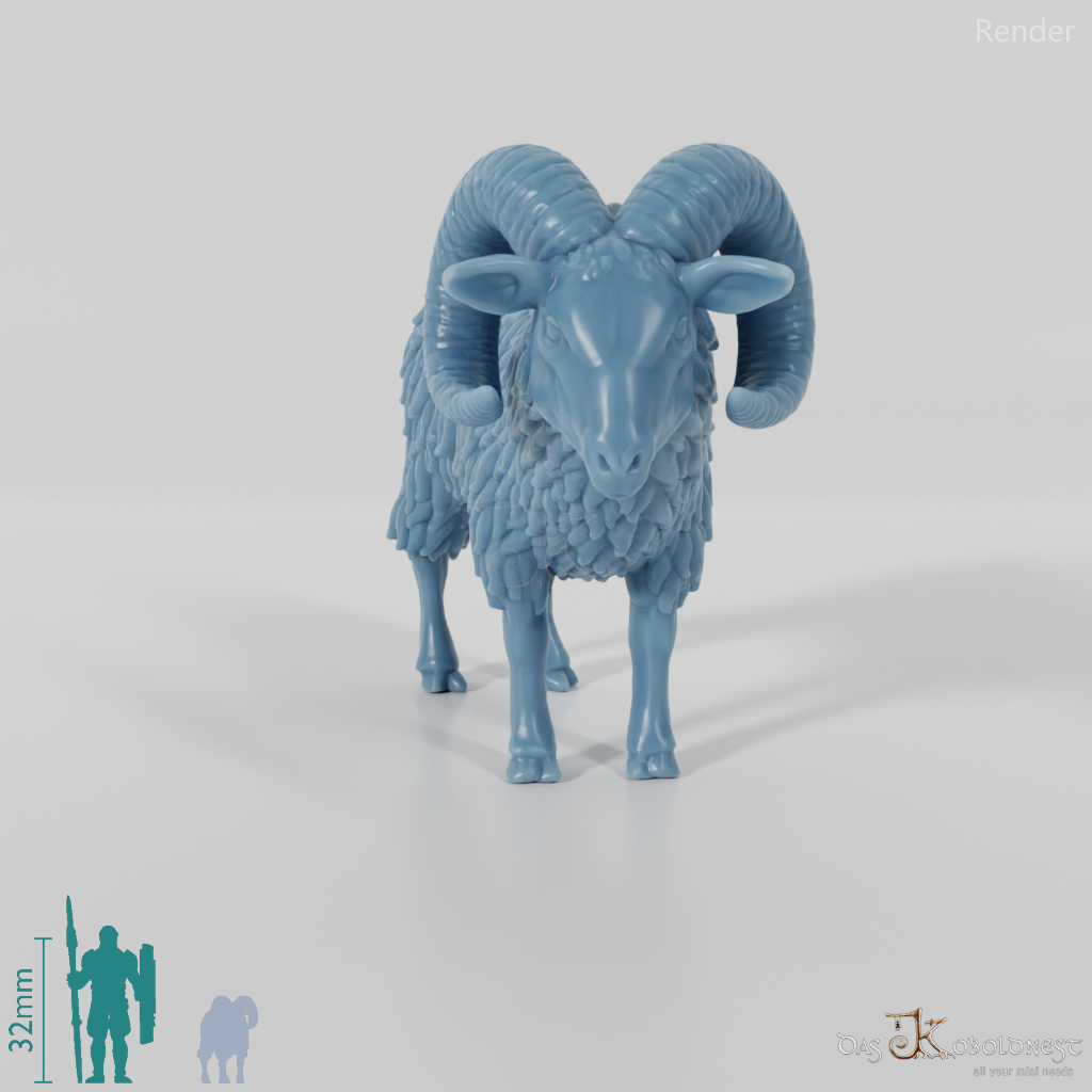 Sheep - Mouflon 01