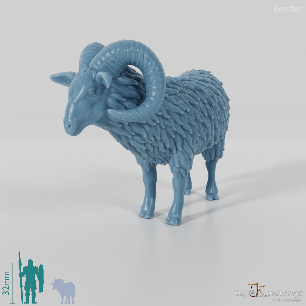 Sheep - Mouflon 01