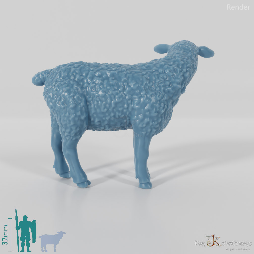 Sheep - domestic sheep 03