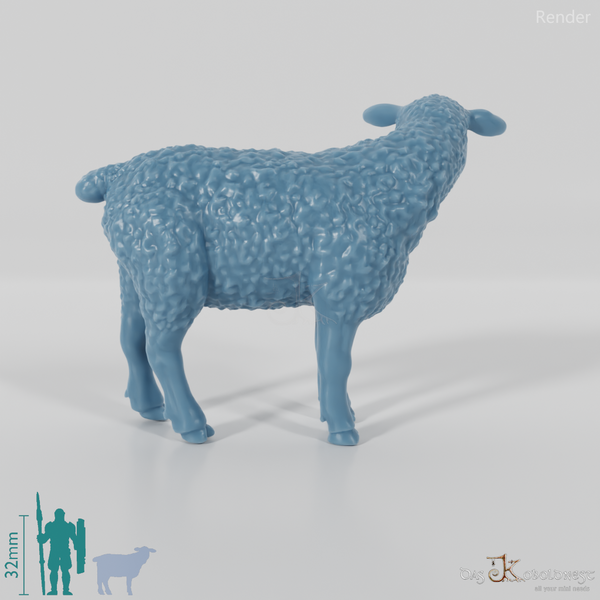 Sheep - domestic sheep 03