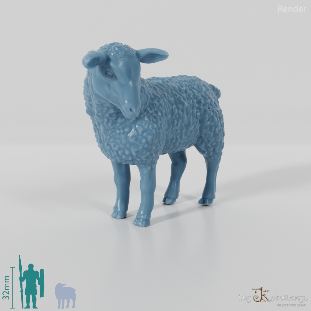 Sheep - domestic sheep 03