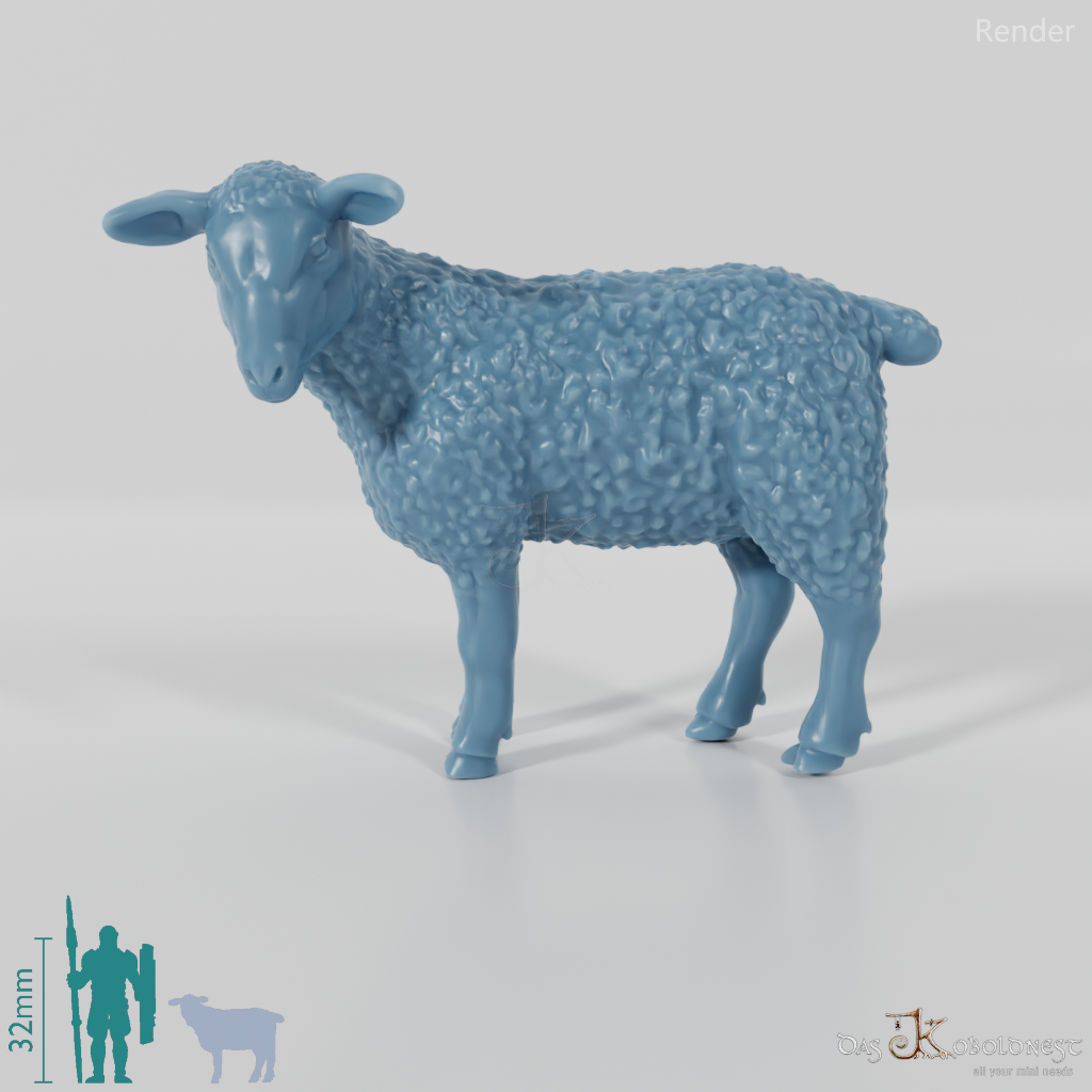 Sheep - domestic sheep 03