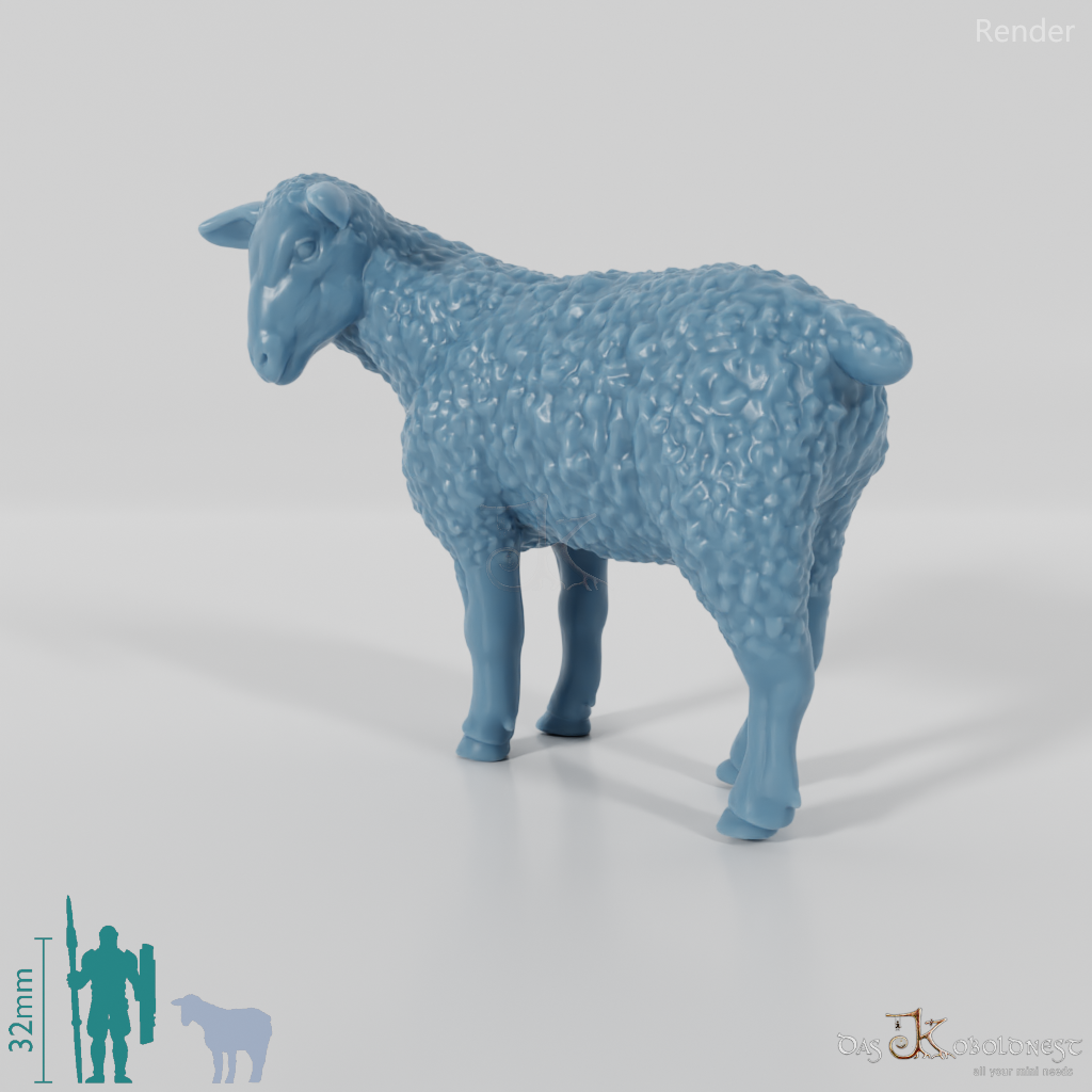 Sheep - domestic sheep 03