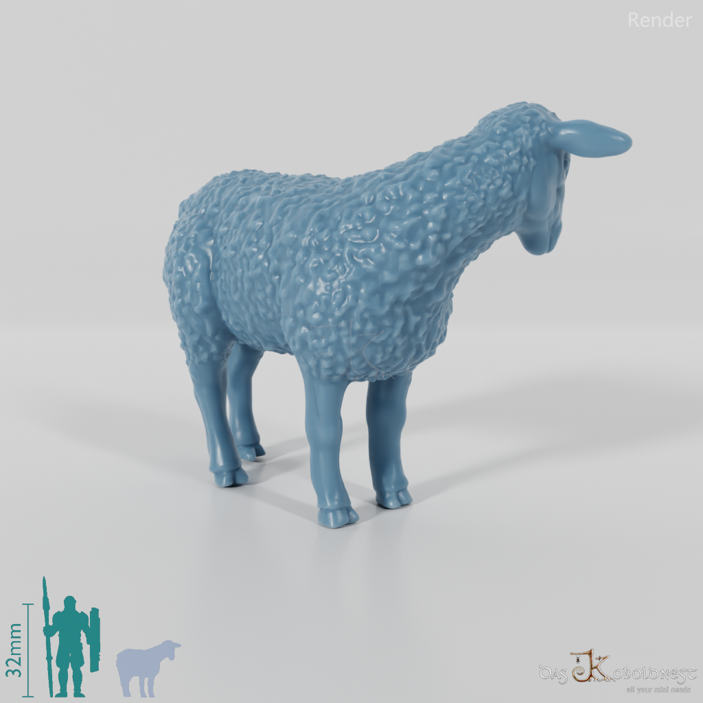 Sheep - domestic sheep 03