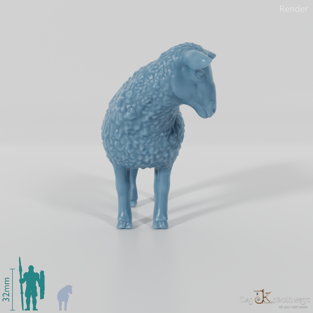 Sheep - domestic sheep 03