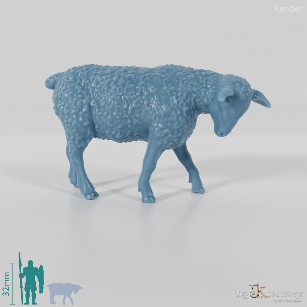 Sheep - domestic sheep 04