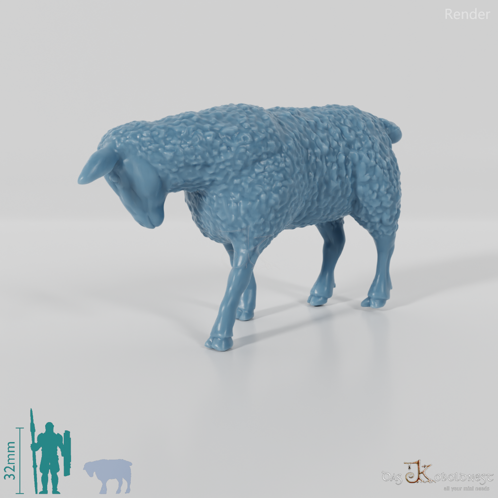 Sheep - domestic sheep 04