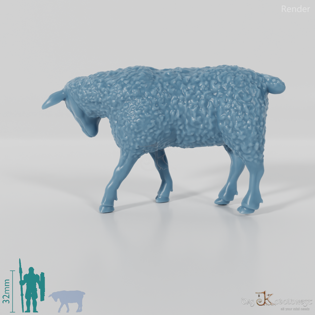 Sheep - domestic sheep 04