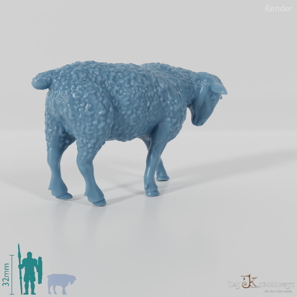 Sheep - domestic sheep 04