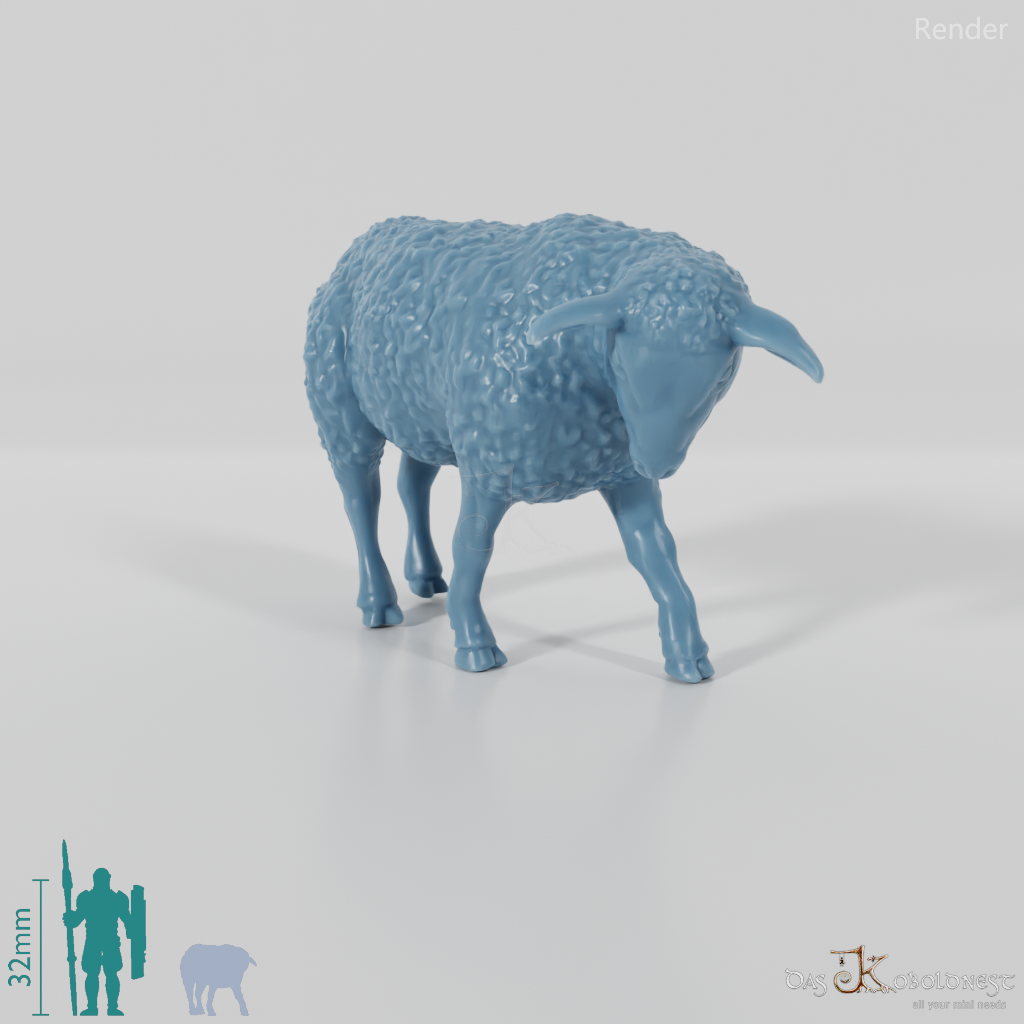 Sheep - domestic sheep 04