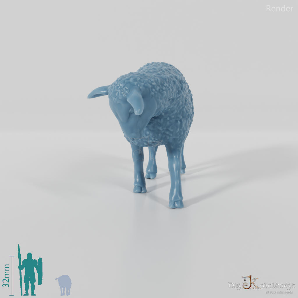 Sheep - domestic sheep 04