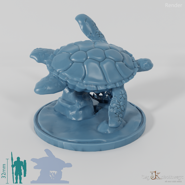 Turtle - sea turtle on rock