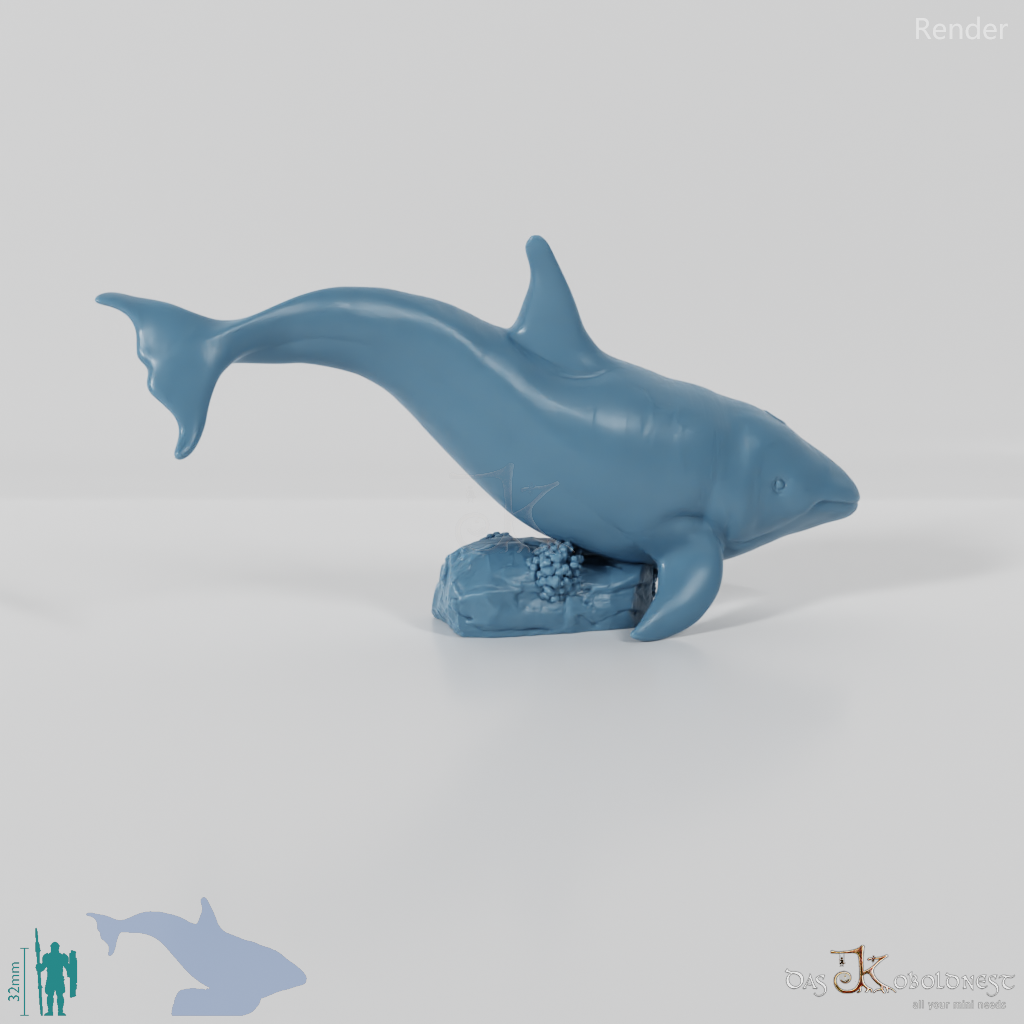 Whale - Killer Whale 01