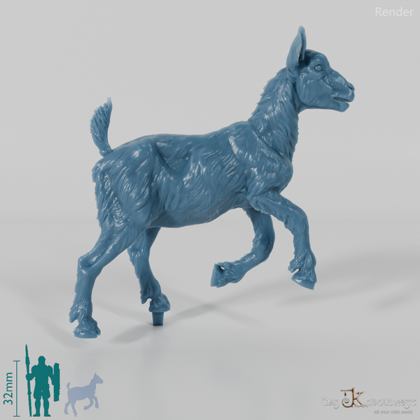 Goat - Mountain Goat - Fawn 03