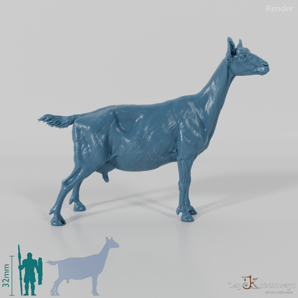 Goat - Mountain Goat 02