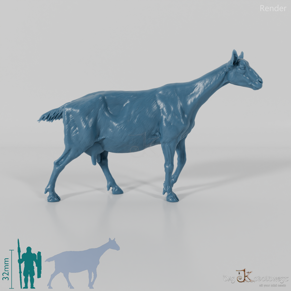 Goat - Mountain Goat 05