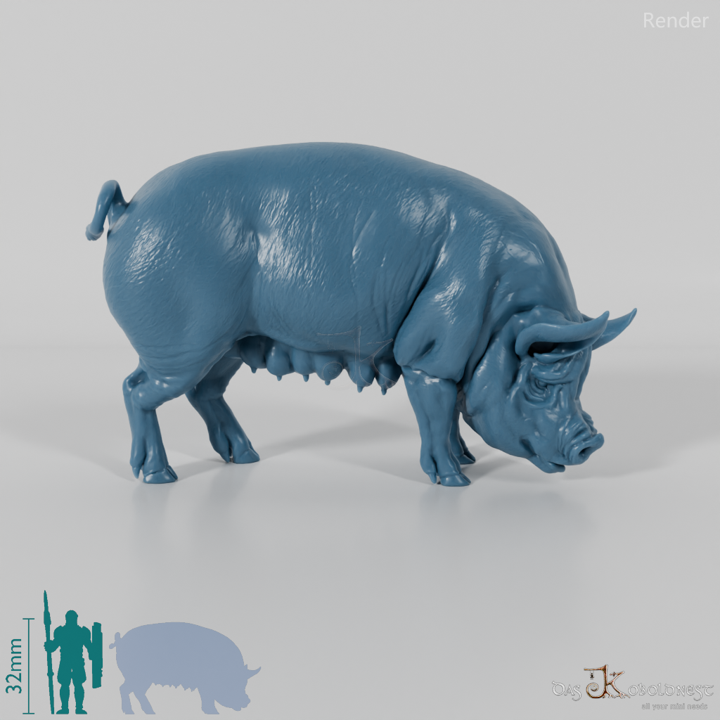 Pig - Berkshire sow 02