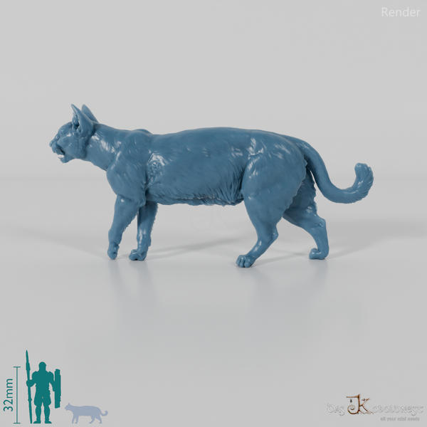 Cat - domestic cat 06