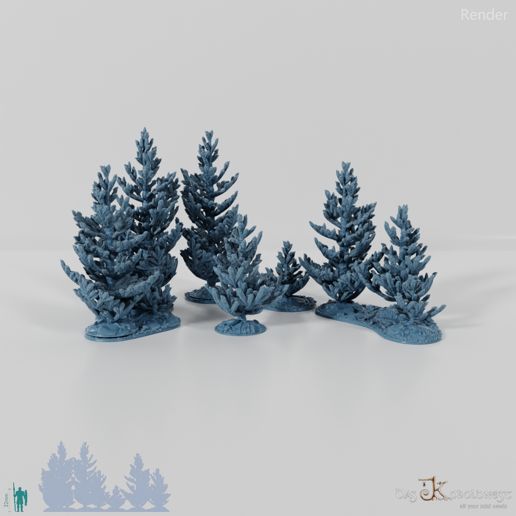 Young spruce forest