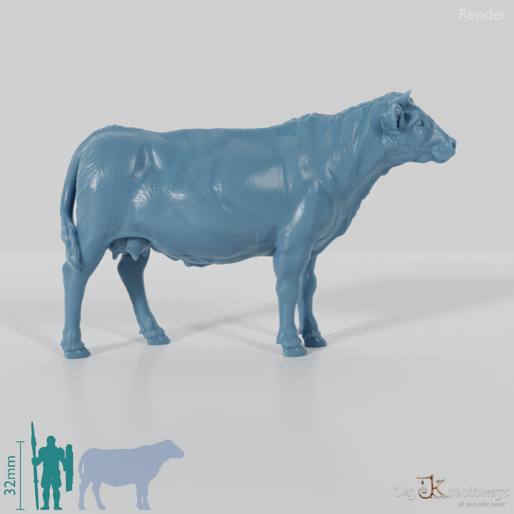 Beef - domestic cow 01