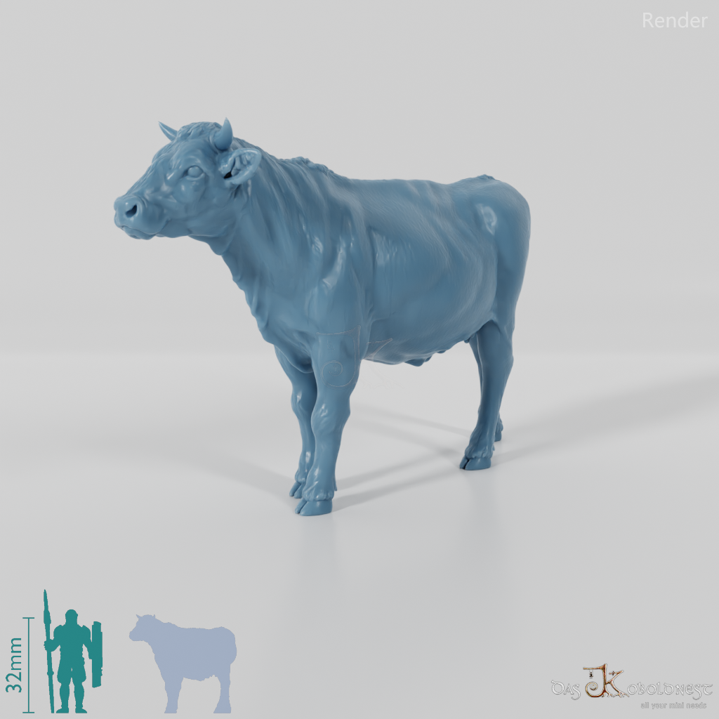 Beef - domestic cow 01