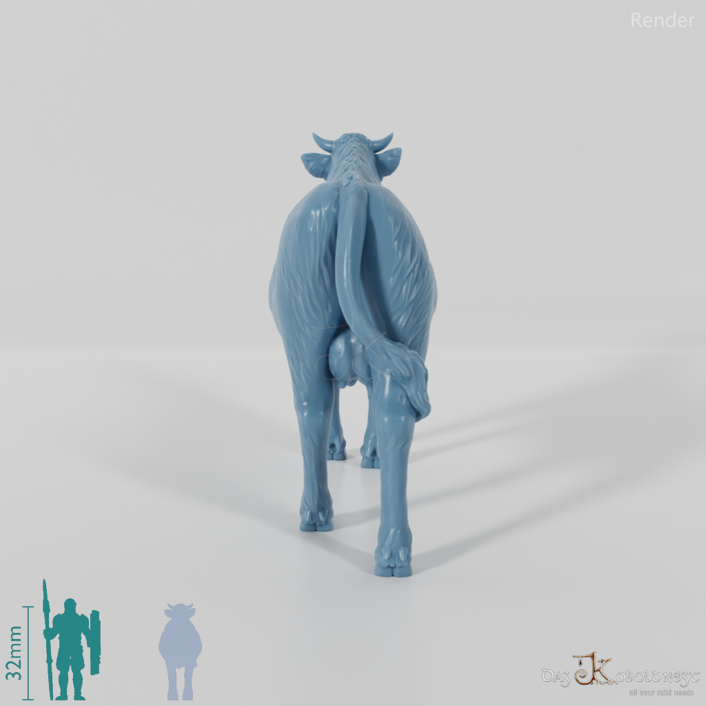 Beef - domestic cow 01