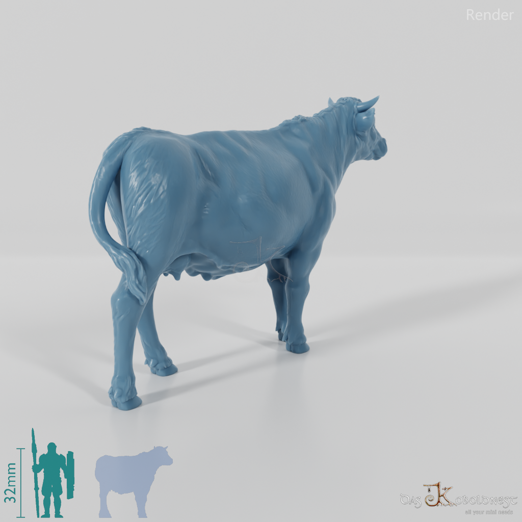 Beef - domestic cow 01