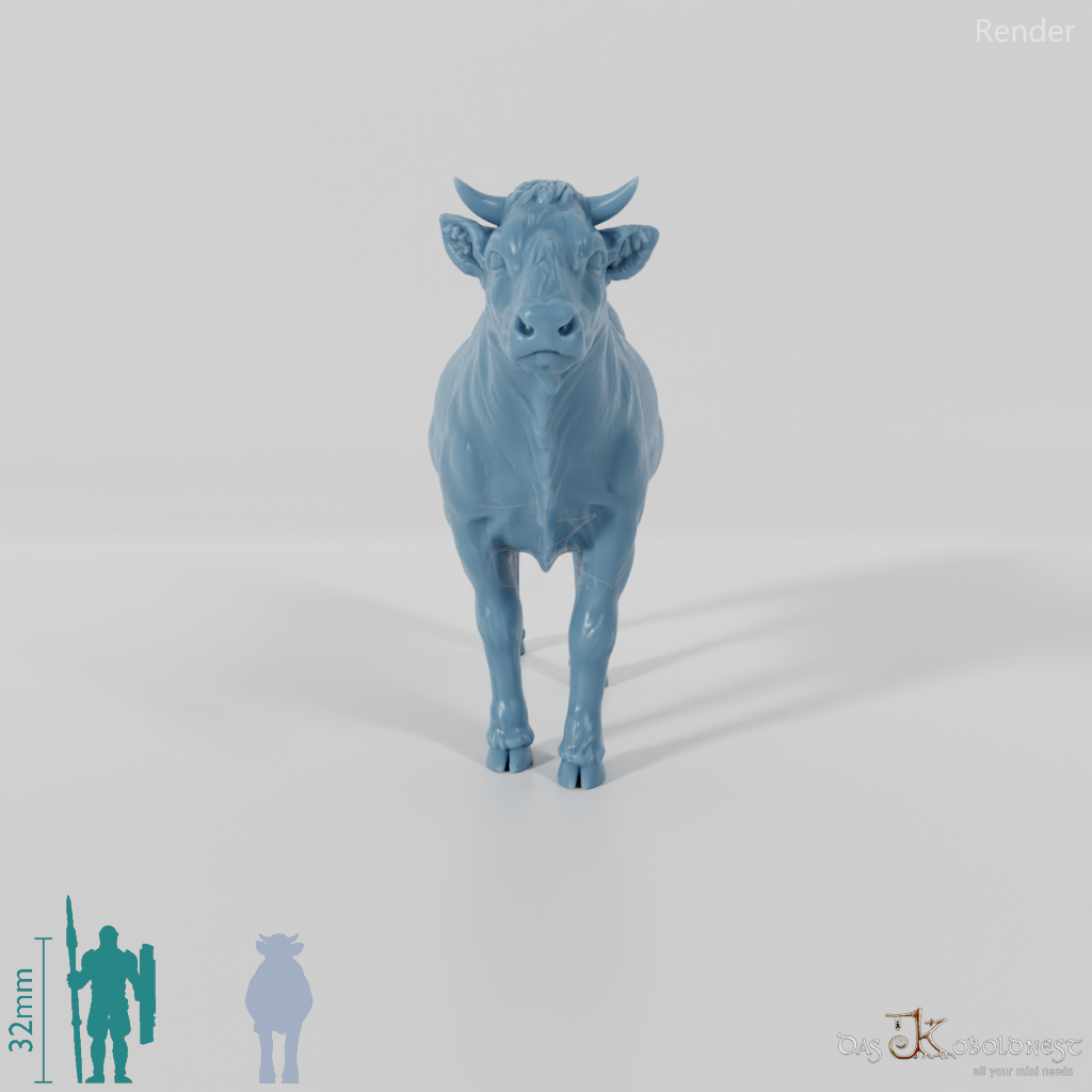 Beef - domestic cow 01