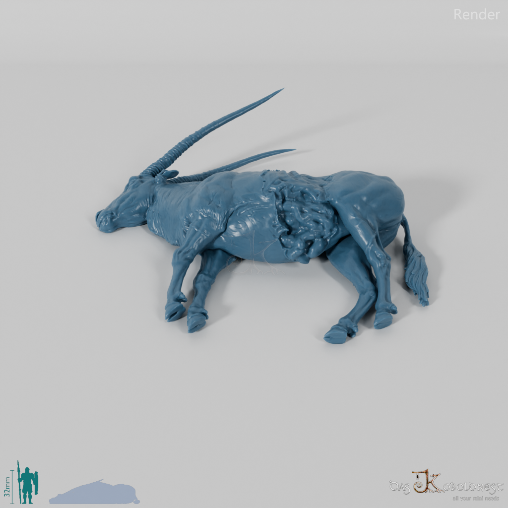 Antelope - Gemsbok 05 - Carcass