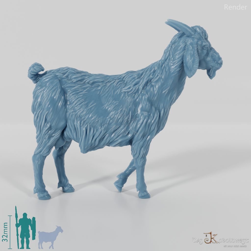 Goat - domestic goat