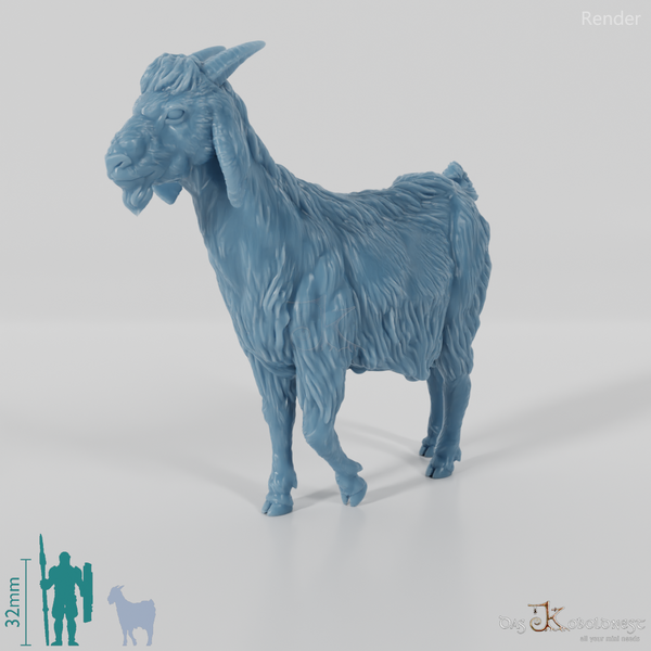 Goat - domestic goat