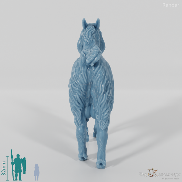 Goat - domestic goat