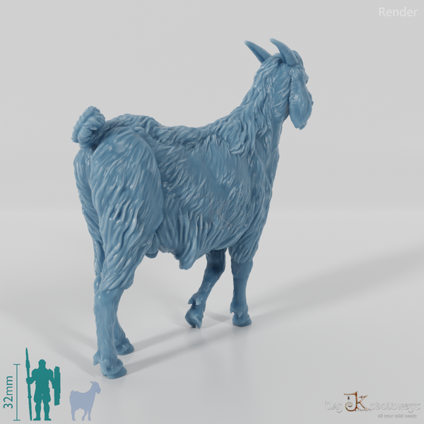 Goat - domestic goat