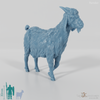 Goat - domestic goat