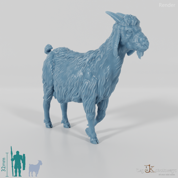 Goat - domestic goat