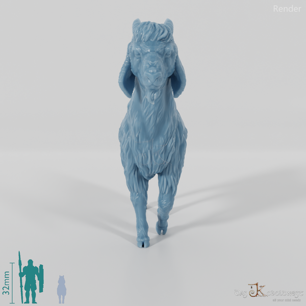 Goat - domestic goat