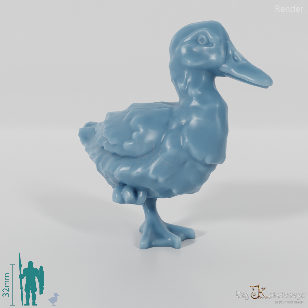 Duck - domestic duck 2