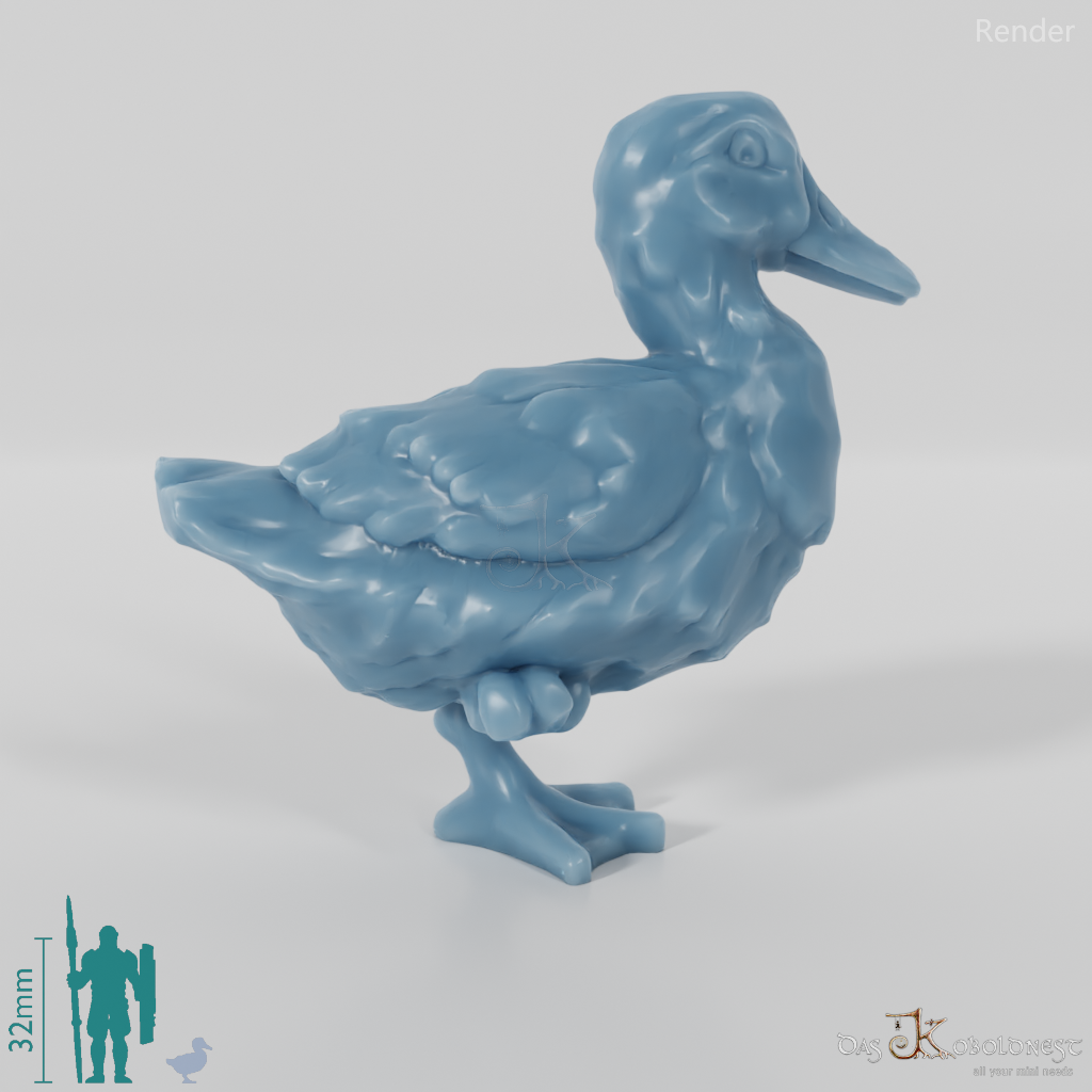 Duck - domestic duck 2