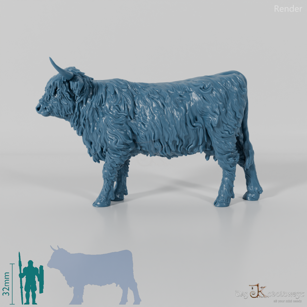 Beef - Scottish Highland cattle 02