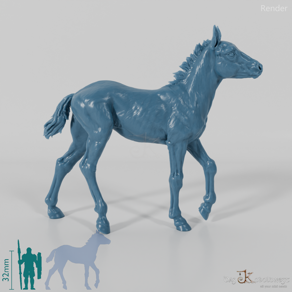 Horse - Konik foal 01