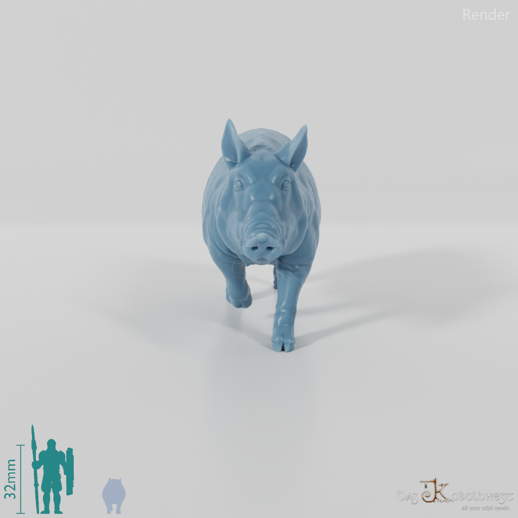 Hausschwein - Schwein 05