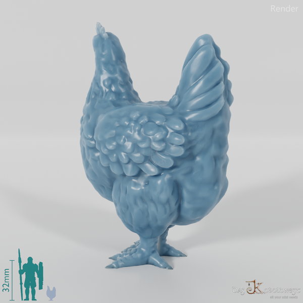 Chicken - Curious domestic chicken