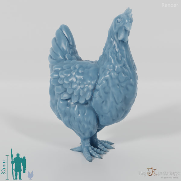 Chicken - Curious domestic chicken