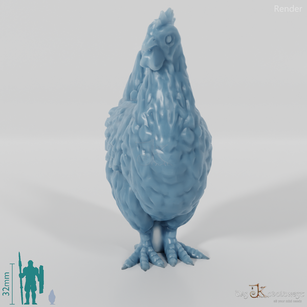 Chicken - Curious domestic chicken