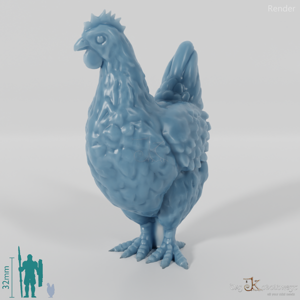 Chicken - Curious domestic chicken